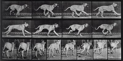 Chien courant, planche 707 de 